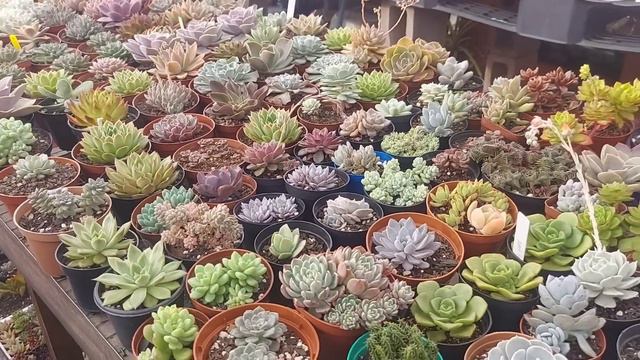 São As Mais Lindas, 30 Suculentas Escolhidas Do Mês De Agosto!
