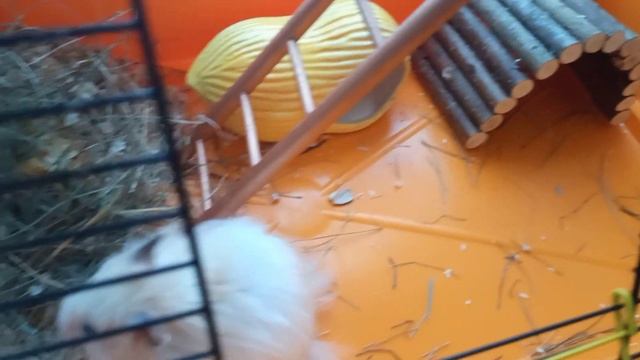 Купила хомяку новую лестницу в клетку. смотреть онлайн