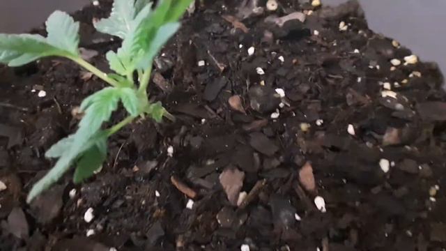 Skywalker OG (33 days old) смотреть онлайн