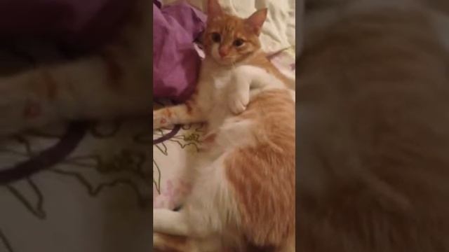 Мариус5 смотреть онлайн