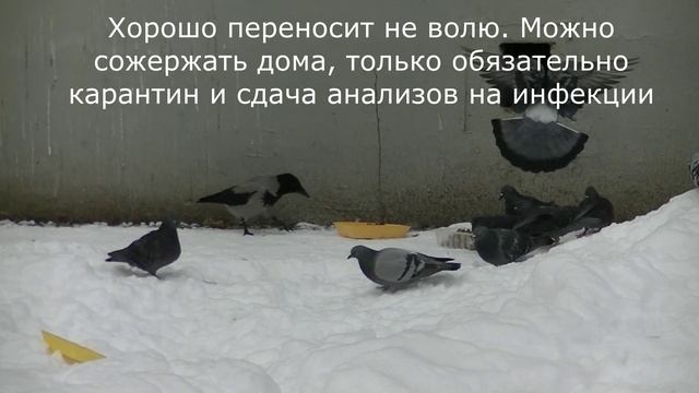 Зимние птицы. Стая серых ворон 21.01.2024 смотреть онлайн