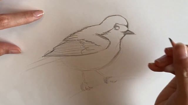 bird pencil drawing sketch comics manga drawing how to draw bird with pencil смотреть онлайн