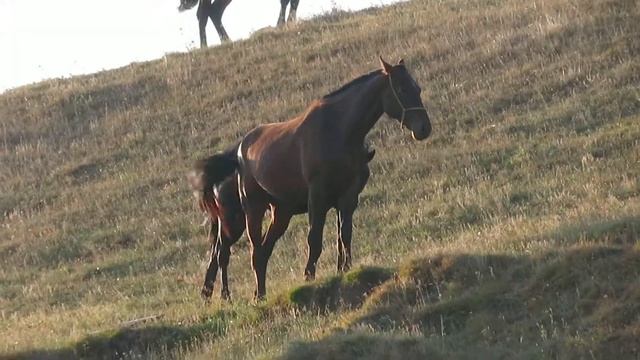 Лошади карачаевской породы смотреть онлайн