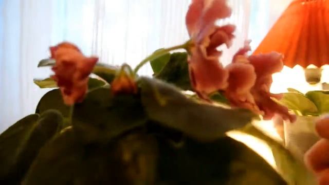 ФИАЛКА ПЕТЕРБУРГ (Морева) Опять пасынки на фиалке смотреть онлайн