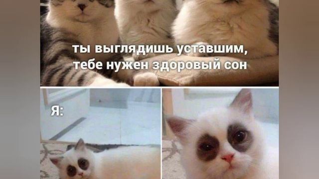 Большая порция хорошего настроения на весь день от пушистых питомцев. Подписывайтесь и ставьте ? смотреть онлайн