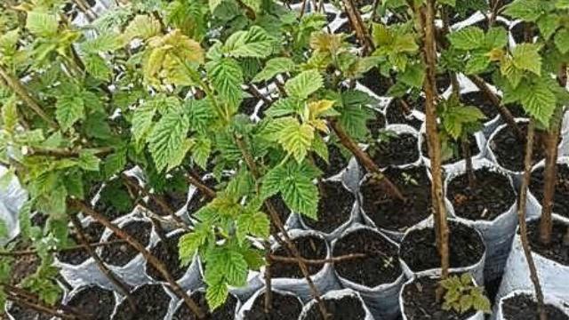 Когда закрываем дачу на зиму – жизнь не заканчивается! (Садовод Андрей Туманов) смотреть онлайн