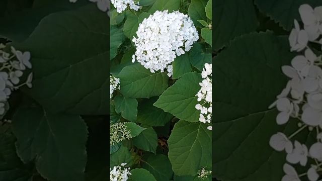 скажи что я ее люблюууу смотреть онлайн