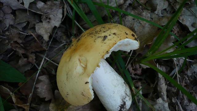 Russula maculata смотреть онлайн
