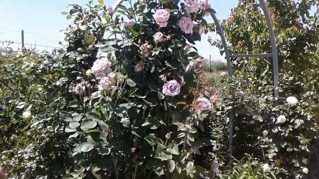 зацвели арки плетистых роз, питомник Полины Козловой, rozarium.biz смотреть онлайн