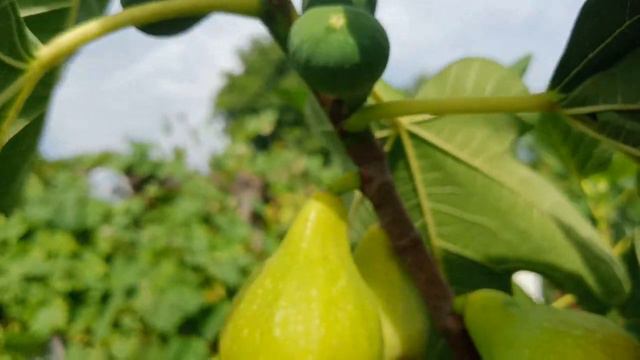 Инжир из Итальянского питомника. смотреть онлайн