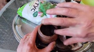 Аквариумные растения. Криптокорины, посадка в горшок.