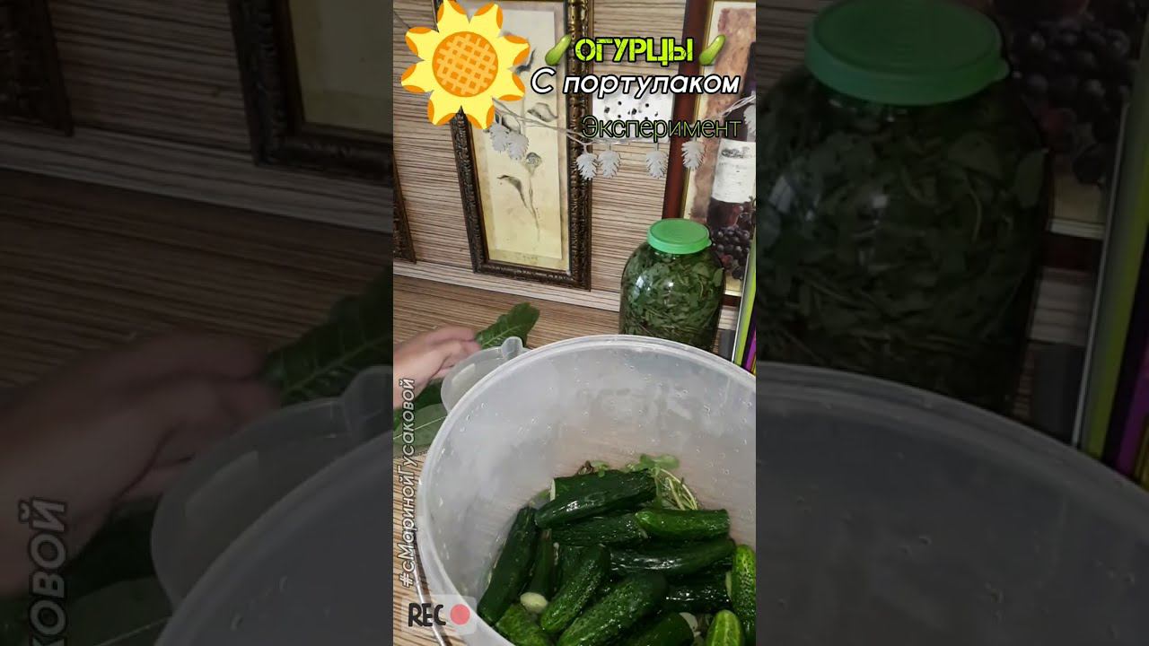 ОГУРЦЫ и ПОРТУЛАК, А ЧТО, ТАК МОЖНО? Рецепт квашеных огурцов эксперимент, часть 1-ая 5 августа смотреть онлайн