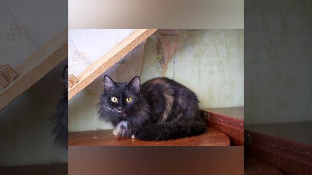 Мы из Казани. Нам очень нужна семья! 89196434021 смотреть онлайн