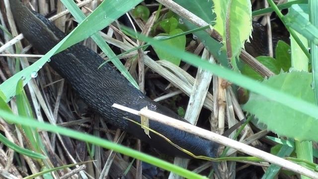 слизни и компания