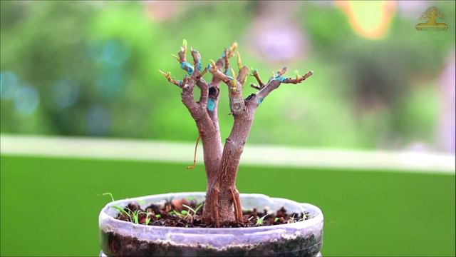 Ficus Bonsai Timelapse смотреть онлайн