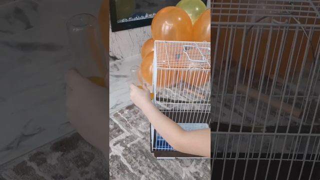 Папугай. Новый друг. #дети #давайдружить #животные #папугайволнистый #йорки #дом #весна #подарок смотреть онлайн