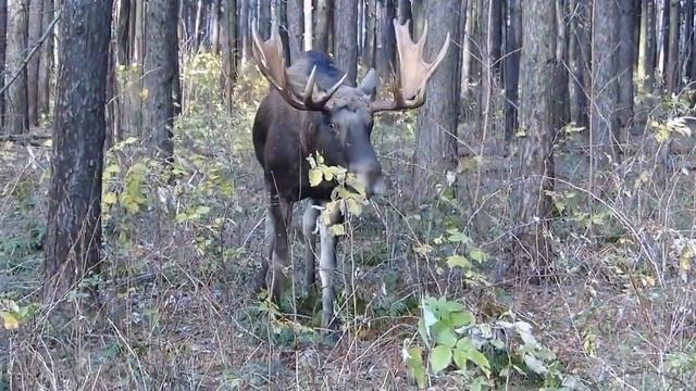 Лось питается листьями и корой смотреть онлайн