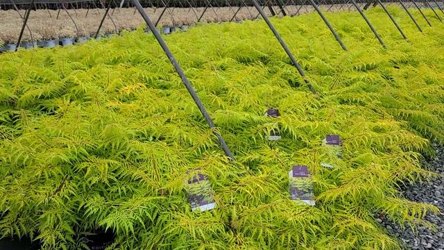 Rhus Tiger Eyes® (Golden Cutleaf Sumac) // Wonderful VIBRANT Foliage Color- All Growing Season Long смотреть онлайн