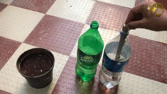 3 Ways to Grow Dracaena Plant From Cuttings | How to Propagate Dracaena Tree - Dragon Tree смотреть онлайн