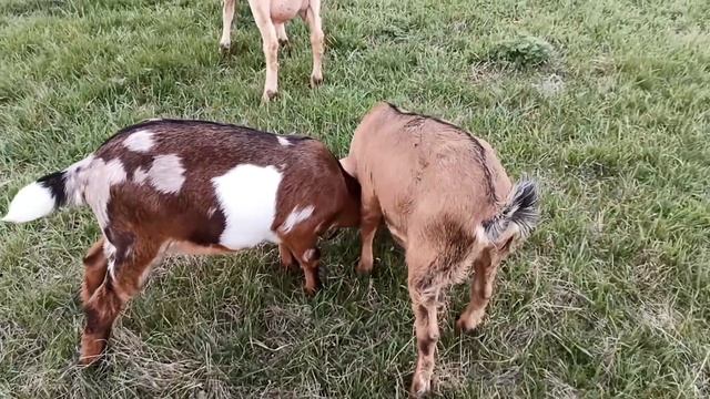 КОЗЫ. СОДЕРЖАНИЕ И КОРМЛЕНИЕ. ОСНОВЫ ВЫРАЩИВАНИЯ МОЛОДНЯКА. АНГЛО НУБИЙСКИЕ КОЗЫ