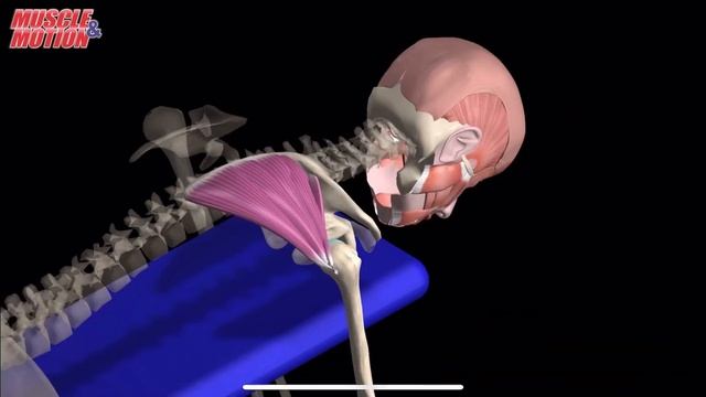 Подостная мышца. 3d anatomy. MUSCLE MOTION смотреть онлайн