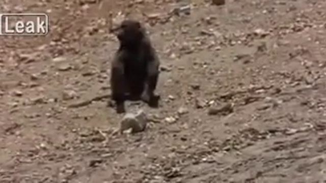 baboons смотреть онлайн