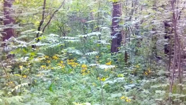 лесные птицы смотреть онлайн