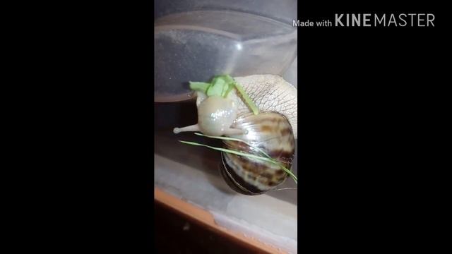 УЛИТКА АХАТИНА КУШАЕТ ! смотреть онлайн