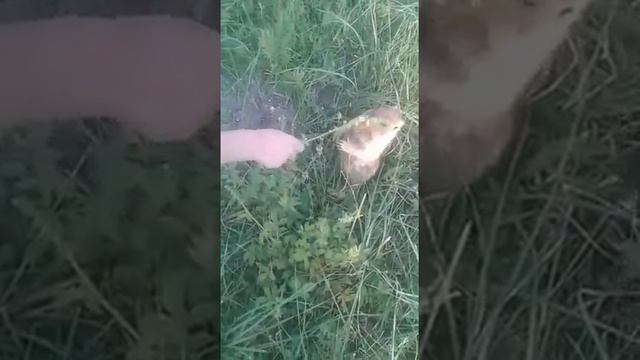 Знакомство Артема со степным сурком.
