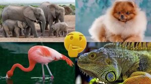 Развивающее видео для детей про животных | Угадай, где правильный ответ! | Выпуск 19