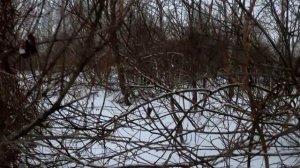 Охота на лису с манком