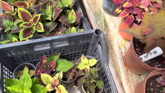 Бөлмө гулдөру. Бакчабызды көрккө бөлөй турган өзгөчө гүл .Колеус гүлү 🪴 смотреть онлайн