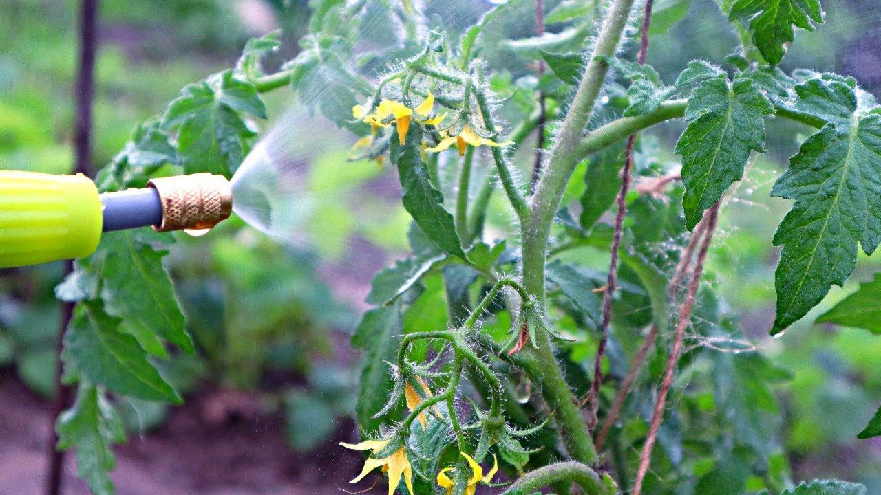 Если лето сырое и заливает дождями срочно опрыскиваю все растения этим чтобы спасти урожай! смотреть онлайн