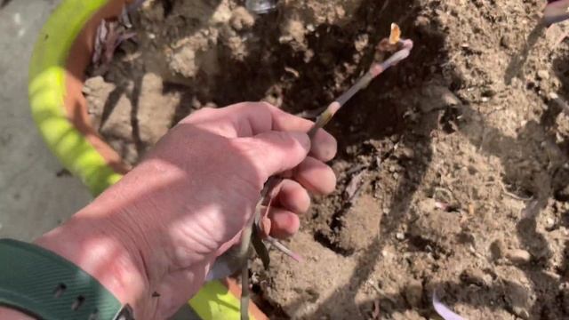 Укоренение Сеткриазии и Колеуса. Цветы переезжают на балкон и во двор. Начало Апреля.