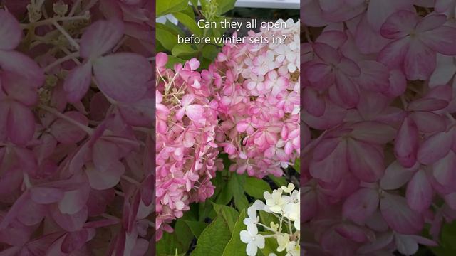 Hydrangea Paniculata "Fire Light Tidbit" September Update - September 17 смотреть онлайн