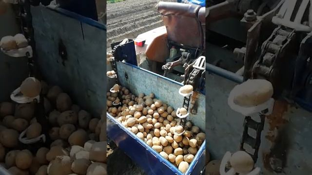 Самодельная картофелесажалка. В низу описание как делал с фото. смотреть онлайн