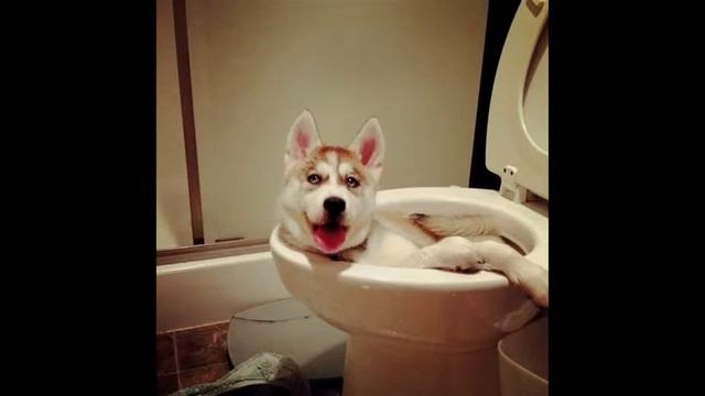 Приколы...Застукали!!! смотреть онлайн