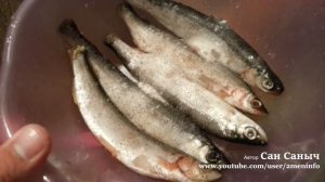 Как засушить ряпушку пряного посола