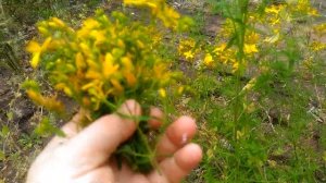 Зверобой трава , сбор и польза. Когда собирать зверобой и как сушить.
