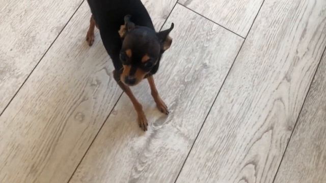 Сфинкс воспитывает Русского Той Терьера! смотреть онлайн