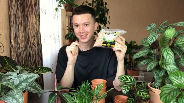 Пересадка Комнатных Растений » Строманта, Драцена, Хамедорея » Растения из Ашана смотреть онлайн