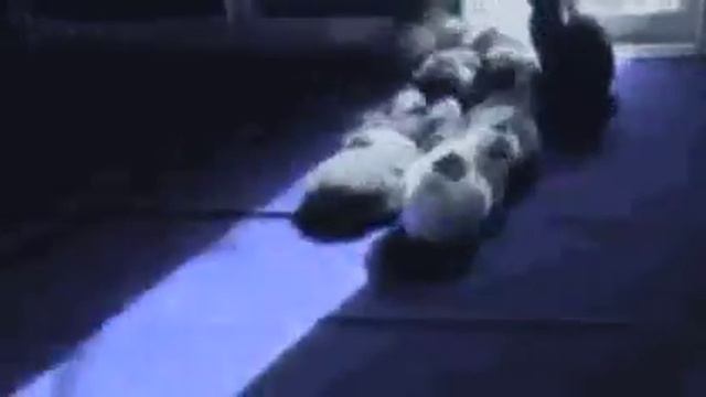 Когда кошки видят мало света смотреть онлайн