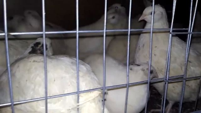 ОНИ ЗАНЕСЛИСЬ!Перепела ТЕХАСЫ,ПЕРВОЕ ЯЙЦО!!!44-й день смотреть онлайн