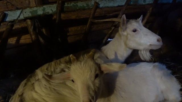 Графини Англо Нубийские Ламанчи Кози Англо Нубийские козы Козы Ламанча Сельская жизнь