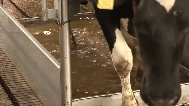 Ванна для обработки копыт Lely Walkway