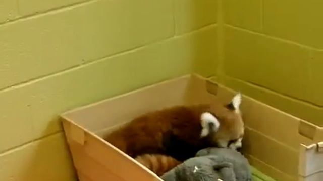 Детеныши красной панды Смотреть онлайн Видео смотреть онлайн