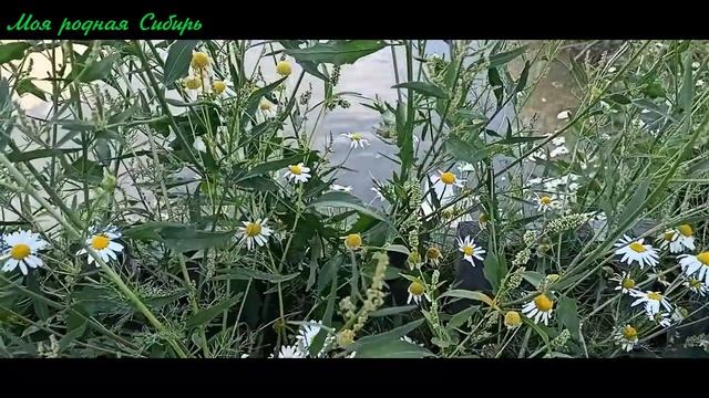Летний день. Гуси плавают, куры важно гуляют и...много - много неба! смотреть онлайн