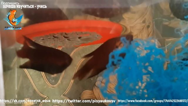 как я развожу рыбок макроподов, Macropodus opercularis, How to multiply aquarium fish, 觀賞魚養殖, смотреть онлайн