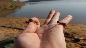 Лучшая наживка по весенней холодной воде в апреле марте для поплавочной удочки!