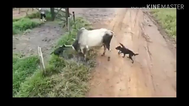 LA MUERTE MAS BRUTAL DE UN PARRO(osea a !!perro!! смотреть онлайн